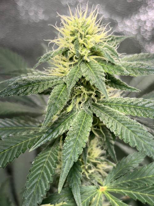 #15 Zamnesia Variety Grow. Week 10 - Zammy 1