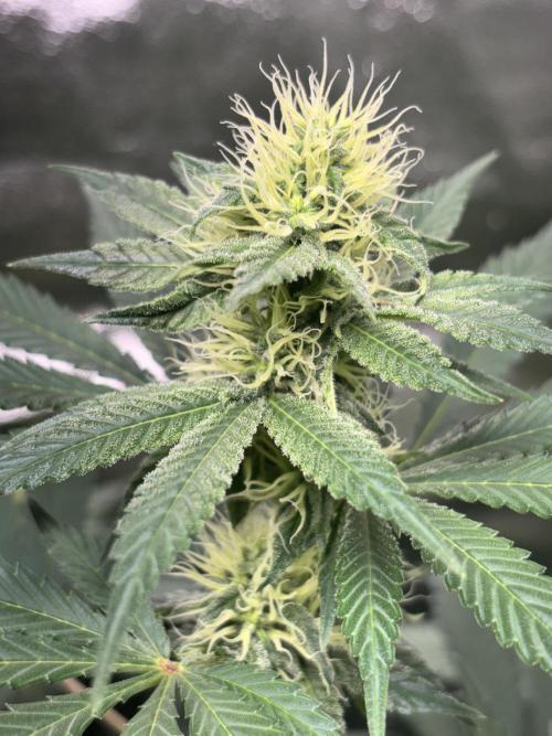 #15 Zamnesia Variety Grow. Week 10 - Zammy 1