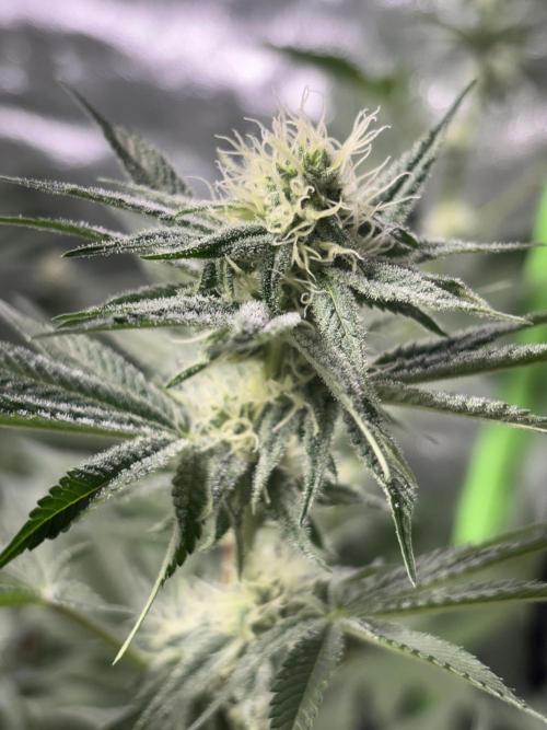 #15 Zamnesia Variety Grow. Week 10 - Zammy 2