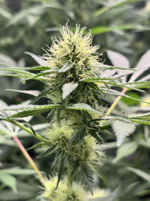 #15 Zamnesia Variety Grow. Week 10 - Zammy 3