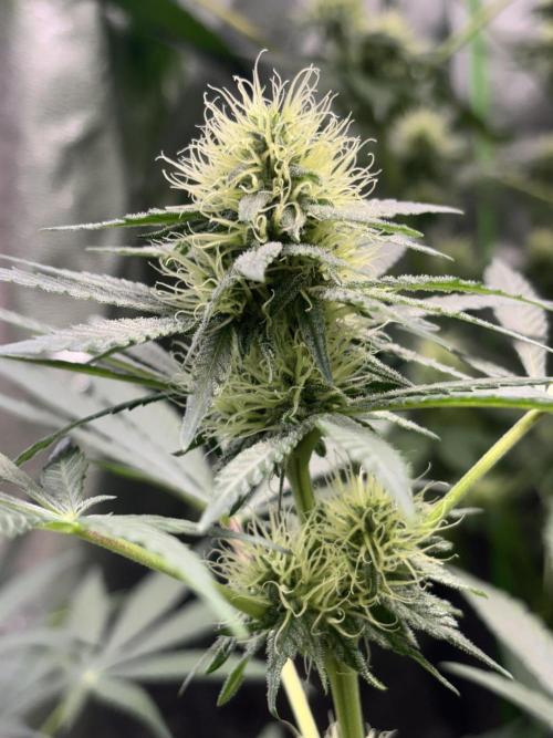 #15 Zamnesia Variety Grow. Week 10 - Zammy 3