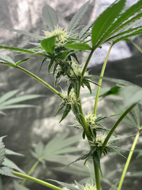 #15 Zamnesia Variety Grow. Week 10 - Skywalker