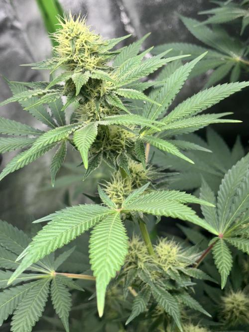 #15 Zamnesia Variety Grow. Week 10 - Wedding cake