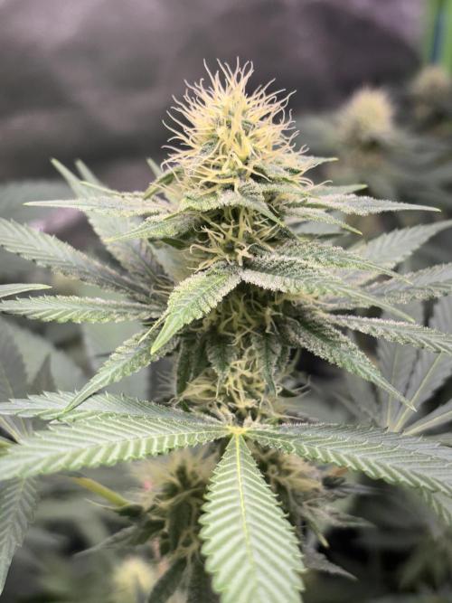 #15 Zamnesia Variety Grow. Week 10 - Wedding cake