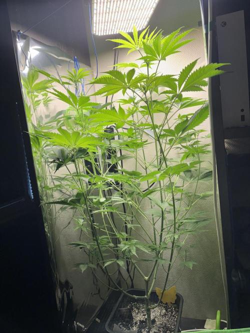#16 - Sticky Broccoli: Eternity Cup 2026. Week 7
