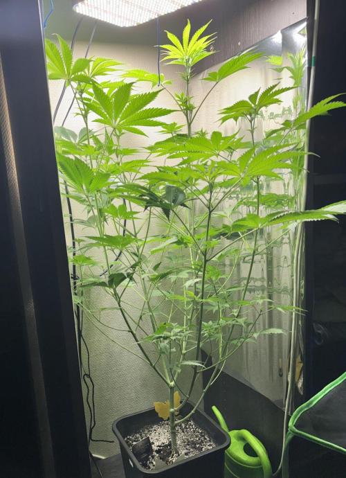 #16 - Sticky Broccoli: Eternity Cup 2026. Week 7