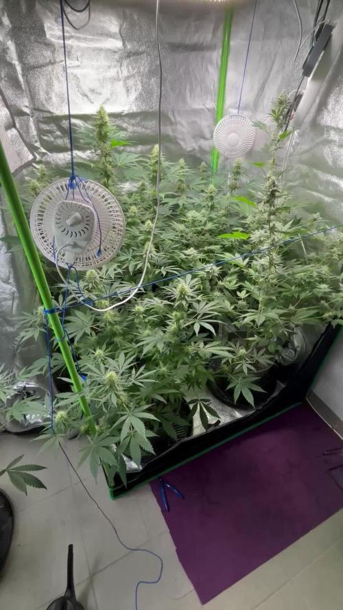 #15 Zamnesia Variety Grow
