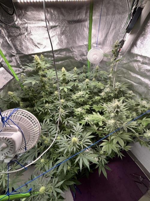 #15 Zamnesia Variety Grow. Week 11 - 26/02