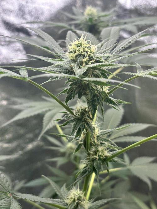 #15 Zamnesia Variety Grow. Week 11 - skywalker