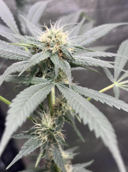 #15 Zamnesia Variety Grow. Week 11 - skywalker