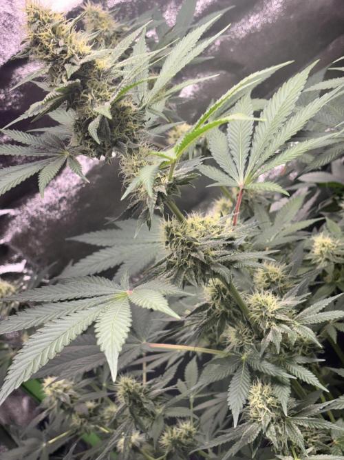 #15 Zamnesia Variety Grow. Week 11 - wedding cake 
