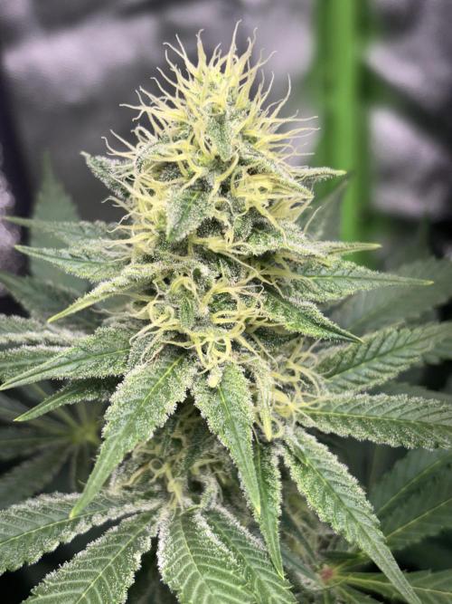 #15 Zamnesia Variety Grow. Week 11 - wedding cake 
