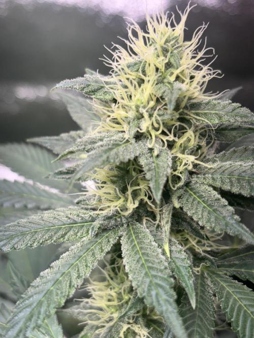 #15 Zamnesia Variety Grow. Week 11 - zammy sp 1