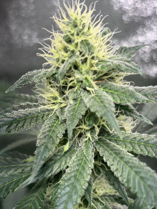 #15 Zamnesia Variety Grow. Week 11 - zammy sp 1