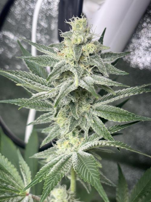 #15 Zamnesia Variety Grow. Week 11 - zammy sp 2
