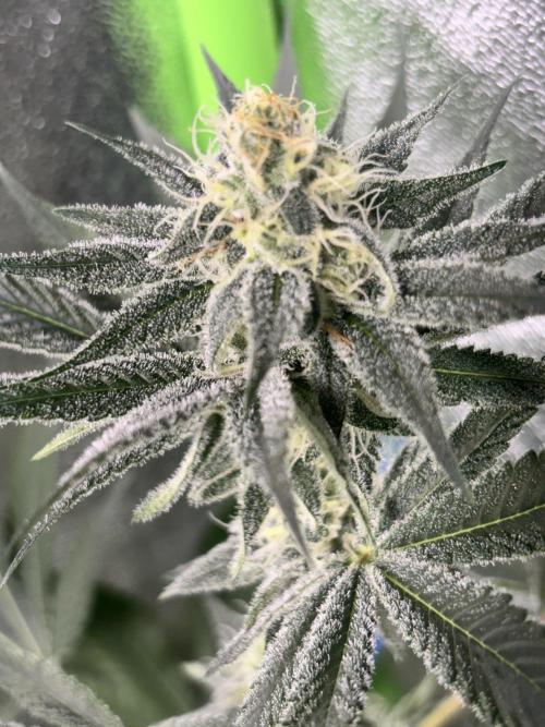 #15 Zamnesia Variety Grow. Week 11 - zammy sp 2