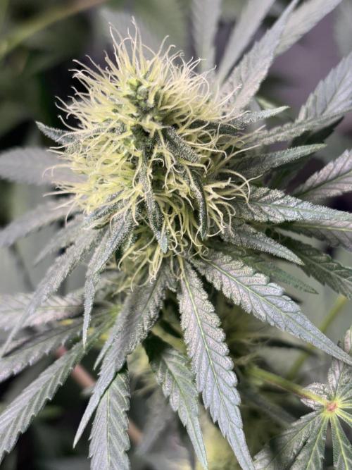 #15 Zamnesia Variety Grow. Week 11 - zammy sp 3