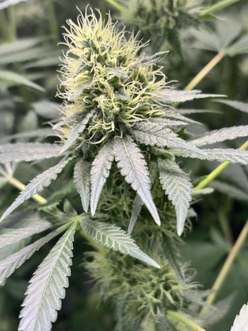 #15 Zamnesia Variety Grow. Week 11 - zammy sp 3