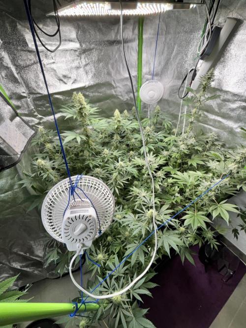 #15 Zamnesia Variety Grow. Week 12 - 5/03