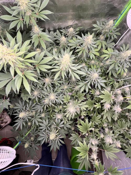 #15 Zamnesia Variety Grow. Week 12 - 5/03 topview