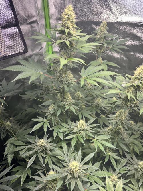 #15 Zamnesia Variety Grow. Week 12 - 5/03 -  Wedding cake