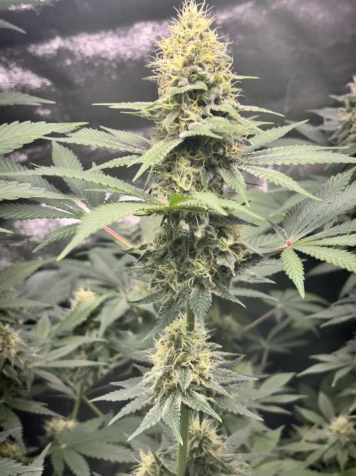 #15 Zamnesia Variety Grow. Week 12 - 5/03 - Wedding cake
