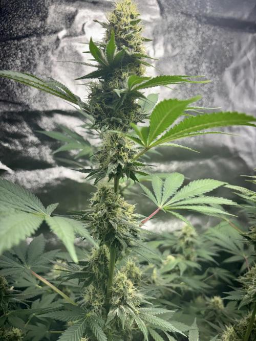 #15 Zamnesia Variety Grow. Week 12 - 5/03 - Wedding cake