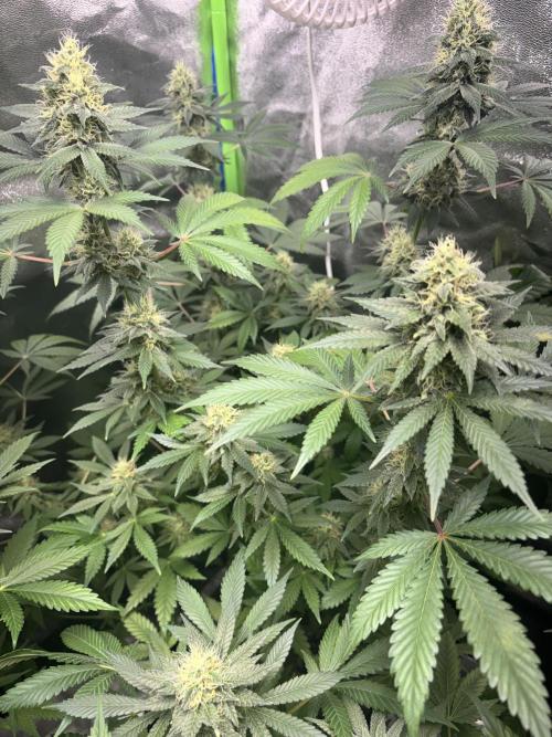 #15 Zamnesia Variety Grow. Week 12 - 5/03 - Zammy Special 1