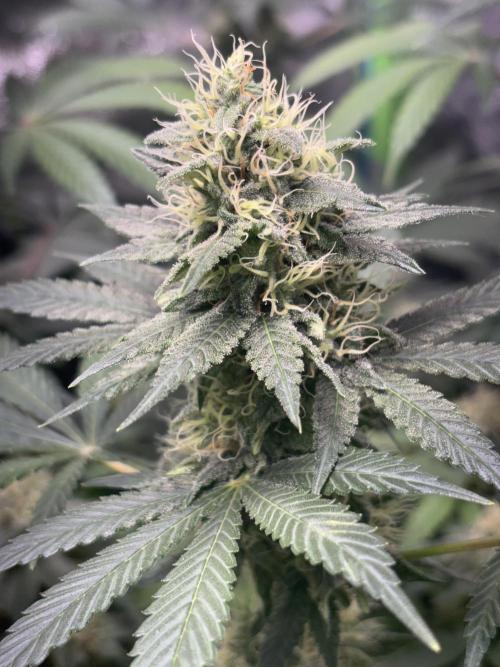 #15 Zamnesia Variety Grow. Week 12 - 5/03 - Zammy Special 1