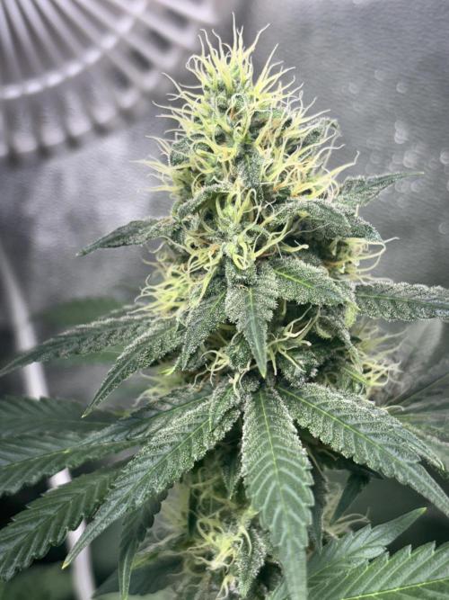 #15 Zamnesia Variety Grow. Week 12 - 5/03 - Zammy Special 1