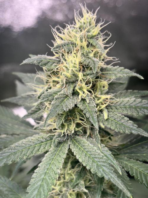 #15 Zamnesia Variety Grow. Week 12 - 5/03 - Zammy Special 1