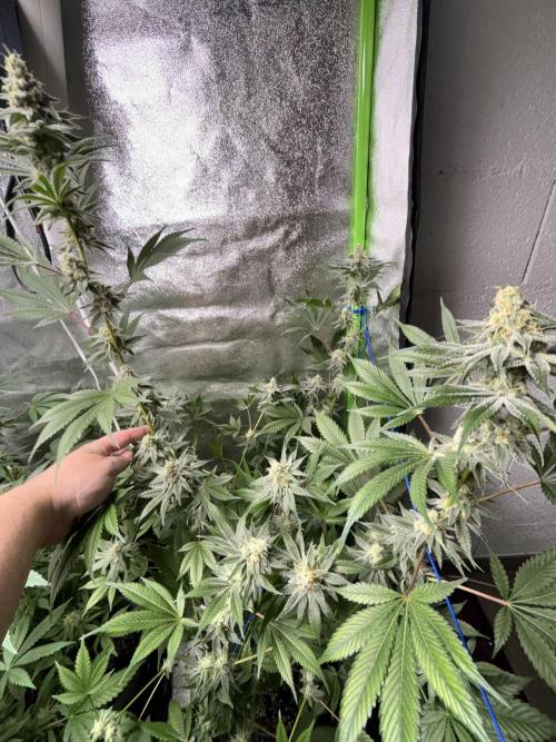 #15 Zamnesia Variety Grow. Week 12 - 5/03 - Zammy Special 2