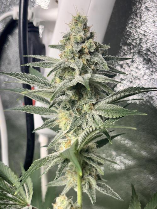 #15 Zamnesia Variety Grow. Week 12 - 5/03 - Zammy Special 2