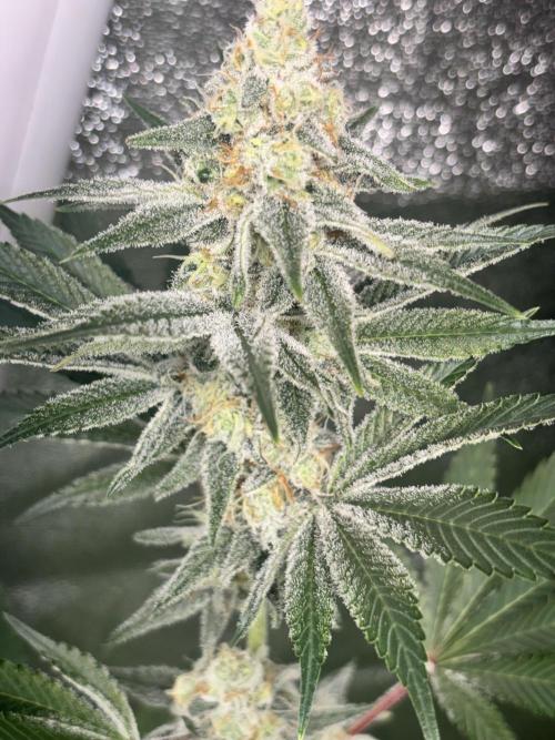 #15 Zamnesia Variety Grow. Week 12 - 5/03 - Zammy Special 2