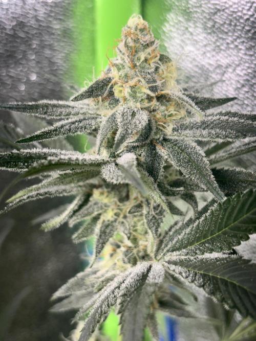 #15 Zamnesia Variety Grow. Week 12 - 5/03 - Zammy Special 2