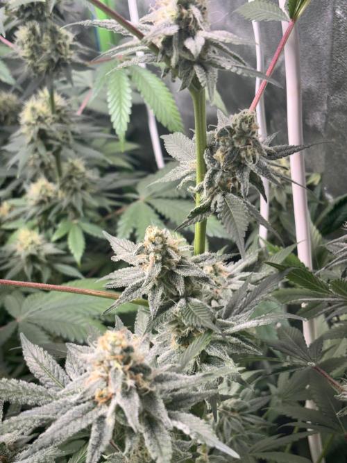 #15 Zamnesia Variety Grow. Week 12 - 5/03 - Zammy Special 2