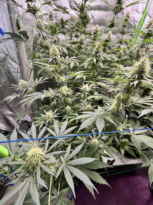#15 Zamnesia Variety Grow. Week 12 - 5/03 - Zammy Special 3