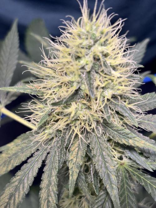 #15 Zamnesia Variety Grow. Week 12 - 5/03 - Zammy Special 3