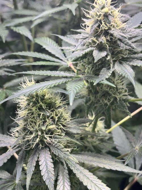 #15 Zamnesia Variety Grow. Week 12 - 5/03 - Zammy Special 3