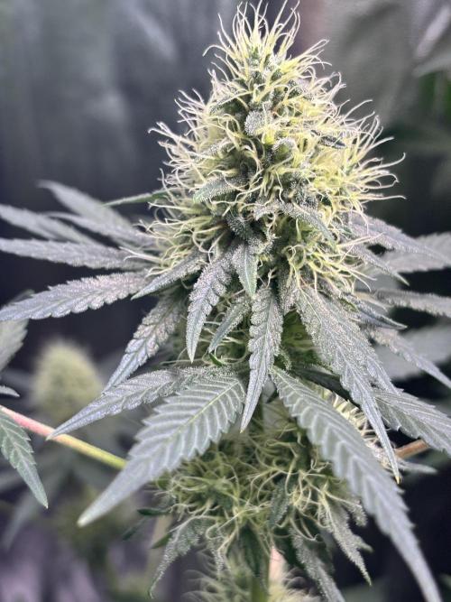 #15 Zamnesia Variety Grow. Week 12 - 5/03 - Zammy Special 3
