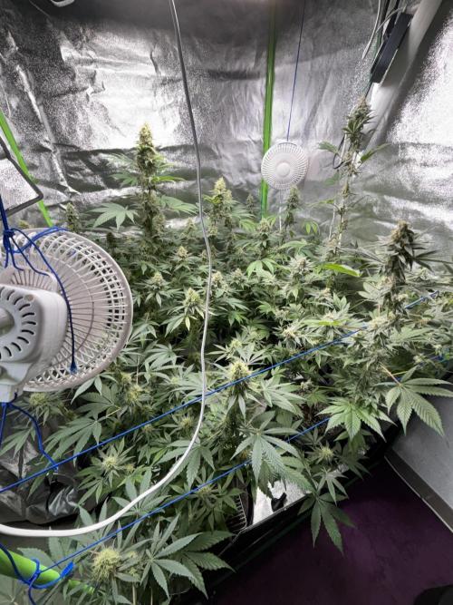 #15 Zamnesia Variety Grow. Week 13 - 12/02