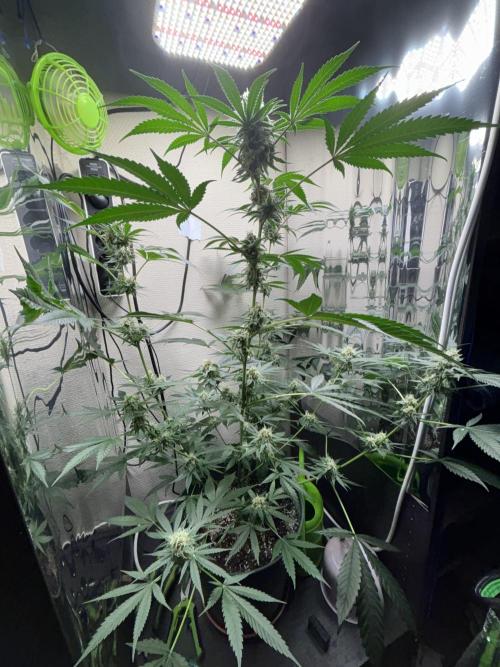 #15 Zamnesia Variety Grow. Week 13 - skywalker og