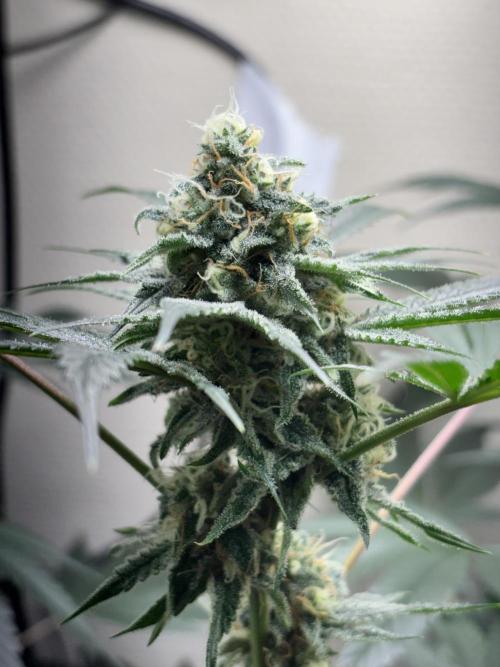 #15 Zamnesia Variety Grow. Week 13 - skywalker og