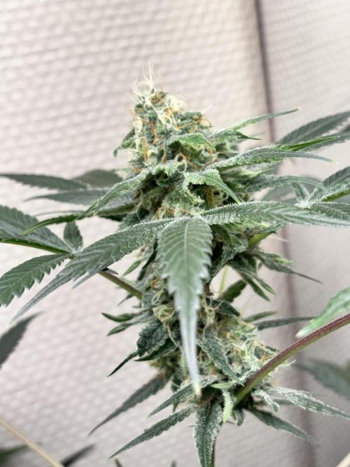 #15 Zamnesia Variety Grow. Week 13 - skywalker og