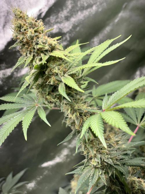 #15 Zamnesia Variety Grow. Week 13 - wedding cake