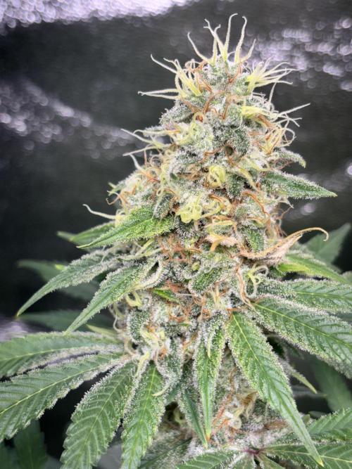 #15 Zamnesia Variety Grow. Week 13 - wedding cake