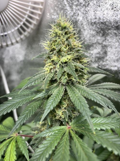 #15 Zamnesia Variety Grow. Week 13 - zammy sp 1