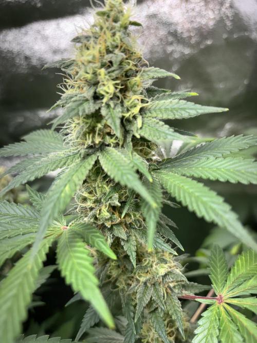#15 Zamnesia Variety Grow. Week 13 - zammy sp 1