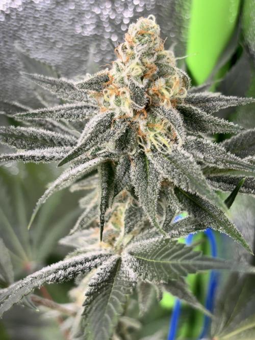 #15 Zamnesia Variety Grow. Week 13 - zammy sp 2