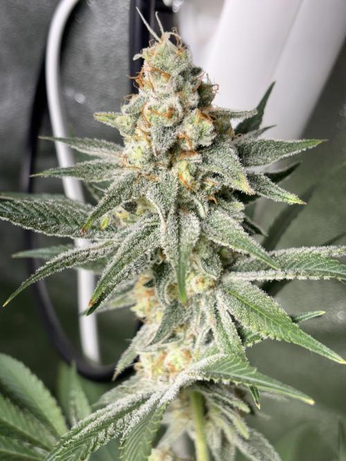 #15 Zamnesia Variety Grow. Week 13 - zammy sp 2